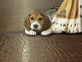 Laminate under floor heating