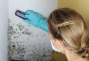 How to destroy the fungus on the walls